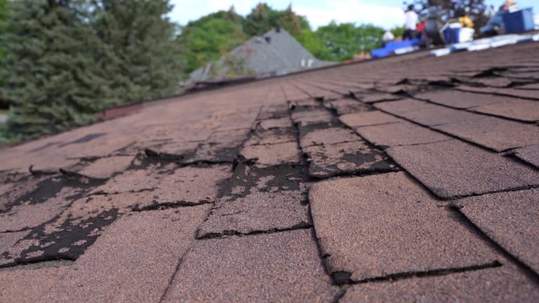 Roof Moss and Algae Removal in Alpine, TX